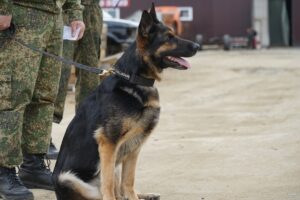Более 77,5 миллионов рублей не дали вывезти за границу таможенные собаки