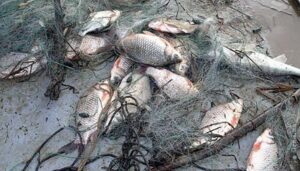 В г.Верхнеуральске вынесен приговор рыбаку за незаконный вылов рыбы из озера, являющегося памятником природы Челябинской области
